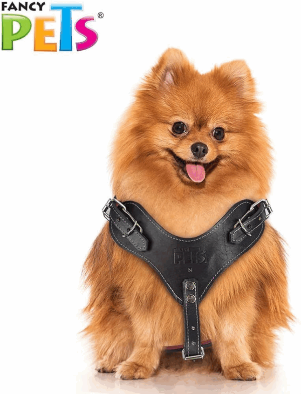 PECHERA DE PIEL NEGRA XTREME TALLA 4