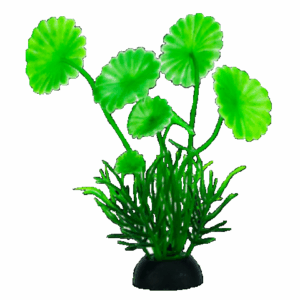 PLANTAS INDIVIDUALES COLORES