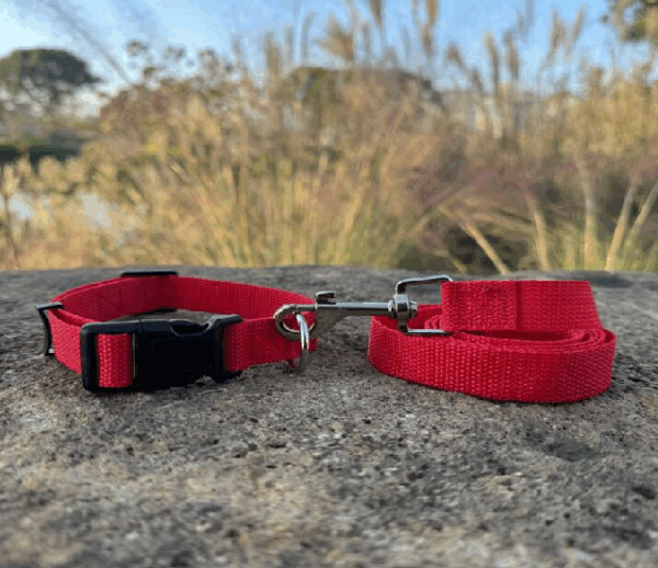 SET CORREA CON COLLAR ROJO